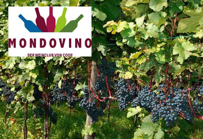 Coop-Weinclub Mondovino und NZZ arbeiten künftig zusammen