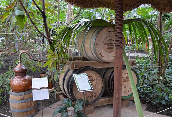Rugen Distillery lässt Whisky in den Tropen reifen