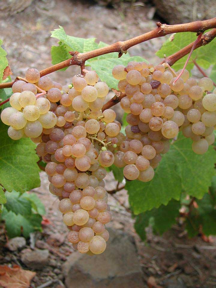 Auf Gomera überwiegen die Weisswein-Sorten