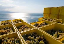 Waadtländer Weinbauern freuen sich auf Super-Jahrgang 2018